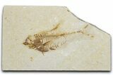 Bargain, Fossil Fish (Diplomystus) - Wyoming #354025-1